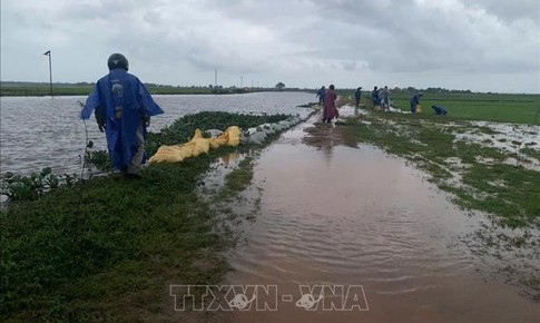 Hơn 2.700 ha l&#250;a non ở Quảng Trị bị ảnh hưởng do mưa lớn k&#233;o d&#224;i