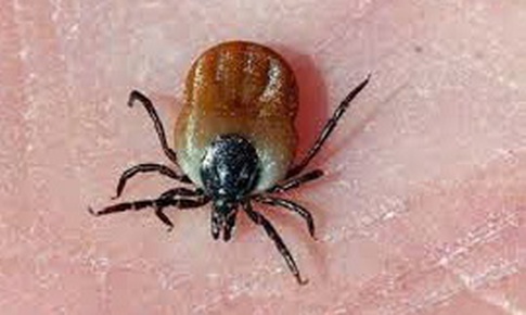 Câu hỏi thường gặp về Lyme (Viêm nhiễm do bọ ve đốt)