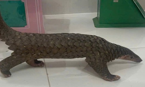 Bình Thuận: Truy tố nhiều đối tượng vận chuyển, buôn bán trái phép động vật hoang dã nguy cấp, quý hiếm