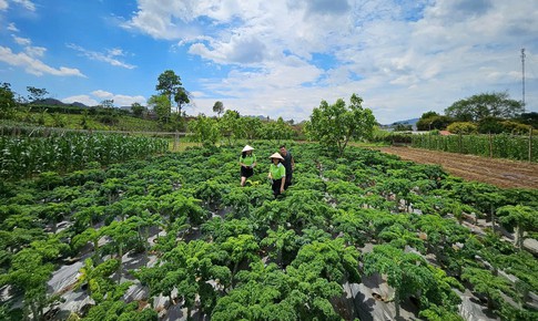 eHerbal và 'hành trình xanh' tại Mộc Châu: Từ dược liệu sạch đến sinh kế bền vững