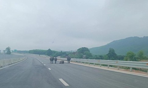 Đàn trâu nhởn nhơ đi lại trên cao tốc qua Hà Tĩnh