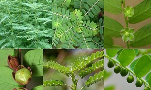 Cây chó đẻ chữa bệnh gì?