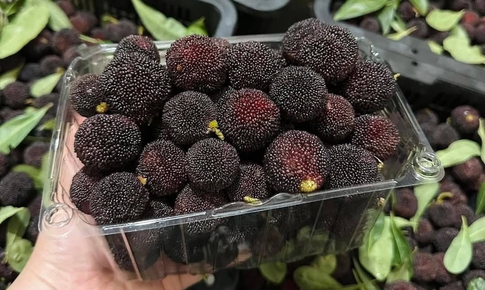 Thanh mai đầu mùa giá cao nhưng vẫn được nhiều người săn mua