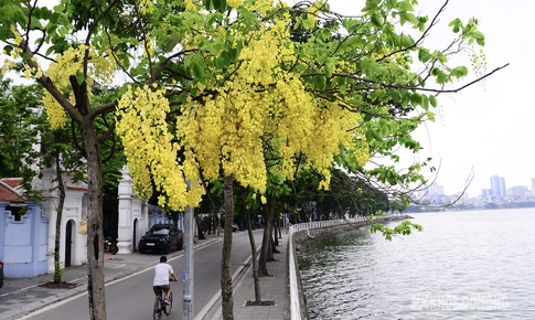 Hoa muồng nở rộ, Hồ Tây ánh vàng rực rỡ