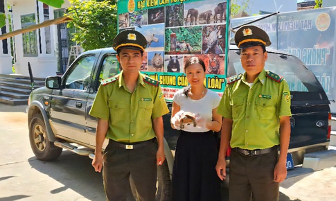 Phát hiện rùa núi vàng quý hiếm trên đường về nhà, người phụ nữ giao nộp kiểm lâm