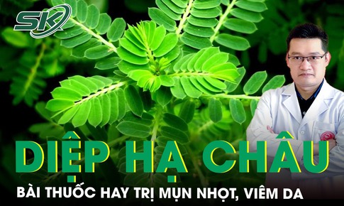 Mùa hè nổi mụn nhọt, viêm da đừng bỏ qua bài thuốc từ Diệp hạ châu