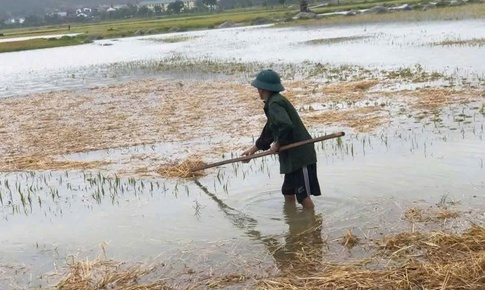 Nông dân căng mình 'cứu lúa' sau lũ