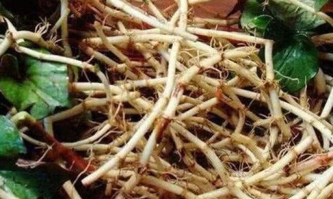 Rễ cây diếp cá thường bỏ đi nhưng ai ngờ lại có nhiều công dụng quý