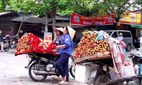 Dân trồng vải háo hức vì vải sớm đầu mùa giá cao vẫn 'cháy hàng'