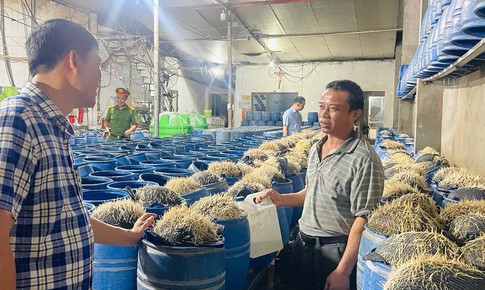 Hóa chất ngâm giá đỗ có thể gây tổn thương gan, thận, thậm chí tử vong