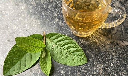 Uống nước lá ổi hàng ngày có tốt không?