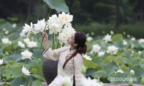 Thiếu nữ 'thả dáng' bên đầm sen trắng tinh khôi ở ngoại thành Hà Nội