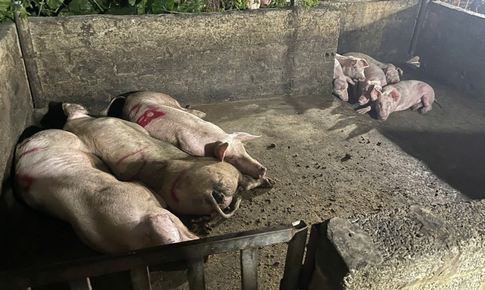 Giết mổ lợn bệnh, gần 3 tấn thịt nhiễm dịch tả châu Phi bị tiêu huỷ ở Hà Nam