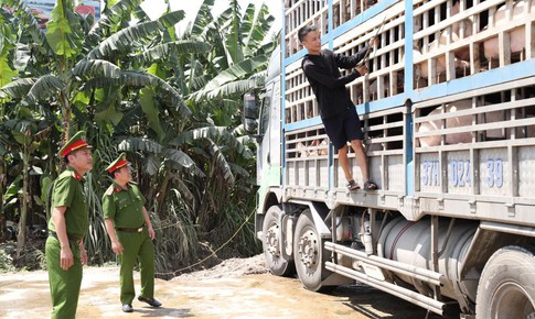 Kinh hãi xe tải chở đầy lợn nhiễm dịch tả châu Phi đi tiêu thụ