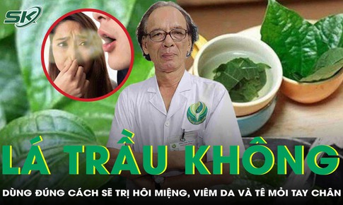 Lá trầu không: Dùng đúng cách sẽ hỗ trợ cải thiện hôi miệng, viêm da và tê mỏi tay chân
