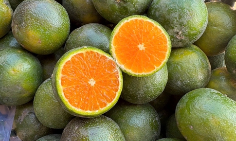 Cam Sen là cam gì, giá siêu rẻ, chỉ vài nghìn đồng/kg?