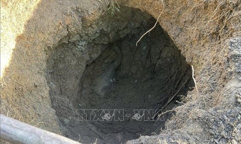 Phát hiện một con voi con chết dưới giếng thuộc Khu Bảo tồn thiên nhiên - văn hóa Đồng Nai