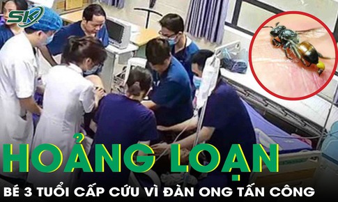 Giữa đêm cả gia đình hoảng loạn vì đàn ong tấn công, bé 3 tuổi phải cấp cứu khẩn