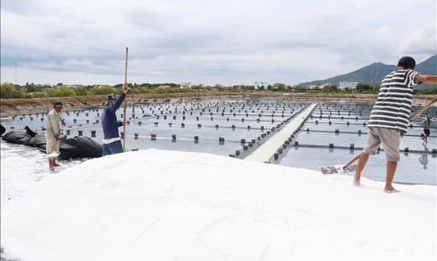 Giá muối không đủ bù chi phí khiến diêm dân 'lao đao'