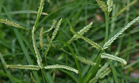 5 bài thuốc chữa bệnh quý từ loài cỏ dại ven đường