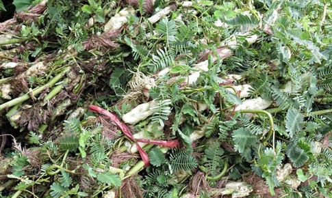 5 bài thuốc chữa bệnh từ rau rút