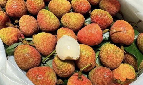 Vải u hồng đầu mùa giá đắt hơn sầu riêng, tiểu thương nhập hàng không đủ để bán