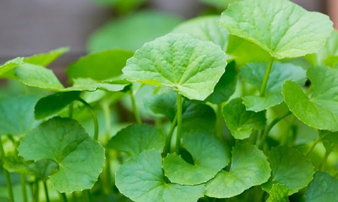 Thuốc nam chữa cảm nắng trong mùa hè