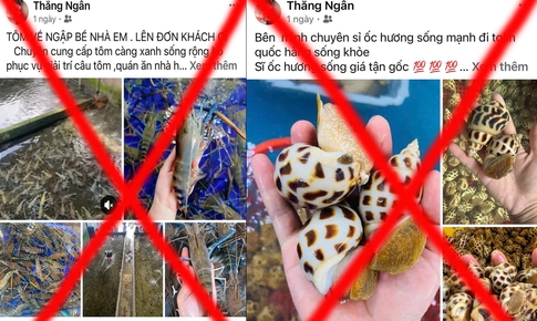 Bắt cặp đôi ngồi trên võng chốt đơn hải sản, lừa đảo hơn 300 triệu đồng