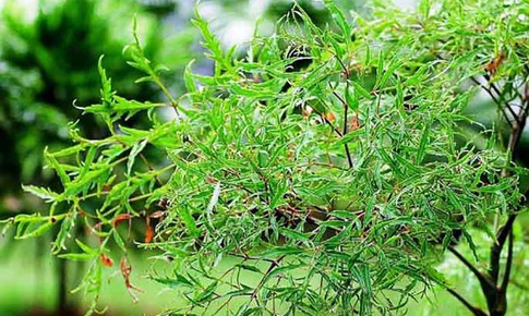 5 vị thuốc phòng và trị rối loạn tiền đình