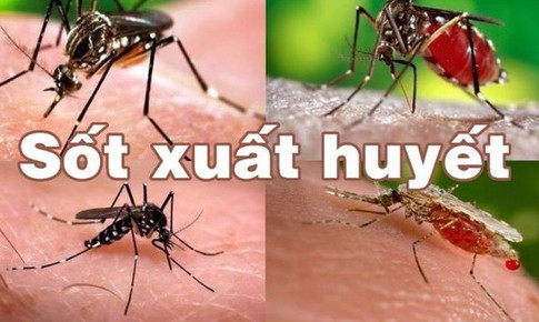 Giai đoạn nguy hiểm khi trẻ mắc sốt xuất huyết cha mẹ cần lưu ý