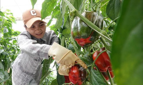 Giá nhiều loại rau củ Đà Lạt tăng mạnh sau thời gian dài