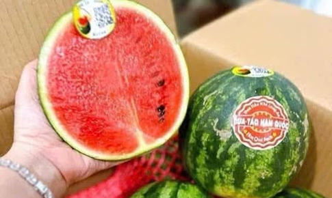 Vì sao nhiều người đua nhau săn lùng dưa hấu táo mini?