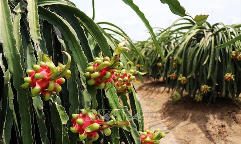 Giá thanh long chính vụ cao gấp 3 lần
