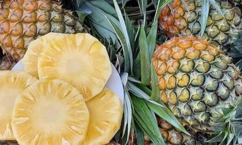 Xuất hiện loại dứa lạ tr&#234;n thị trường, thơm ngon như mật được chị em đua nhau săn đ&#243;n