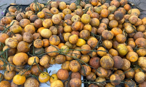 Quýt rừng xuống phố: Giá chỉ 10.000 đồng/kg, hương vị lạ miệng gây sốt