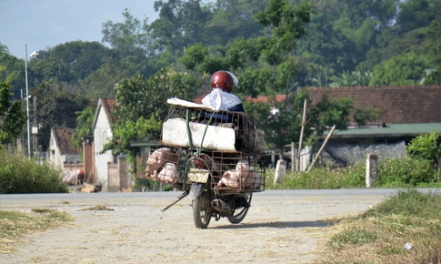 Ráo riết phòng chống dịch tả lợn châu Phi