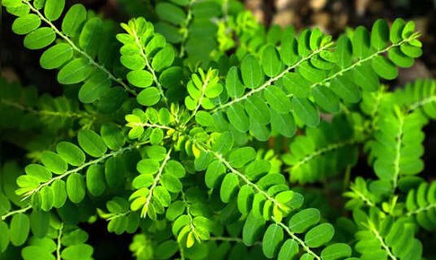 7 giải pháp tự nhiên giúp loại bỏ và ngăn ngừa sỏi thận