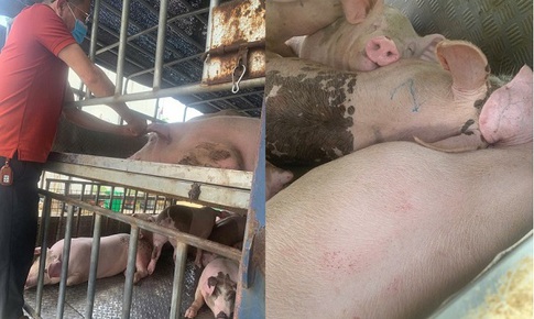 Phú Thọ: Ngăn chặn xe tải vận chuyển lợn nhiễm dịch tả lợn châu Phi đi tiêu thụ