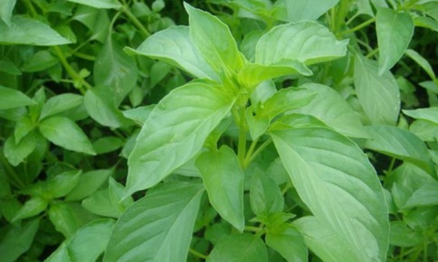 Lá é, gia vị trong nhiều món ăn chữa được bệnh gì?