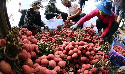 Vụ vải thiều Lục Ngạn 2025 bội thu, xuất khẩu vượt kỳ vọng