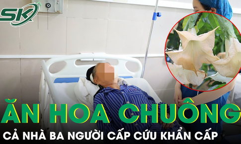 Ăn hoa chuông xào, cả nhà ba người cấp cứu khẩn cấp