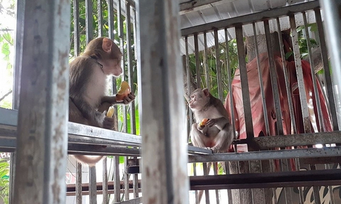 Gặp động vật hoang dã cần giải cứu, phải làm gì?
