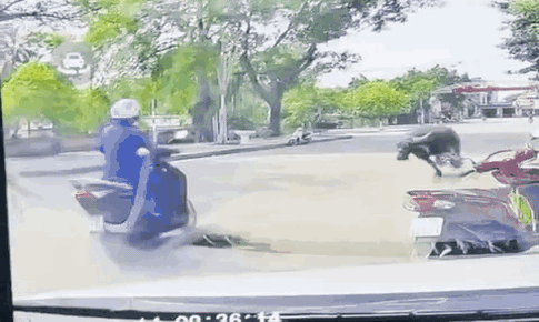 Tr&#226;u xổng chuồng h&#250;c người đi đường g&#227;y xương, ai phải bồi thường?