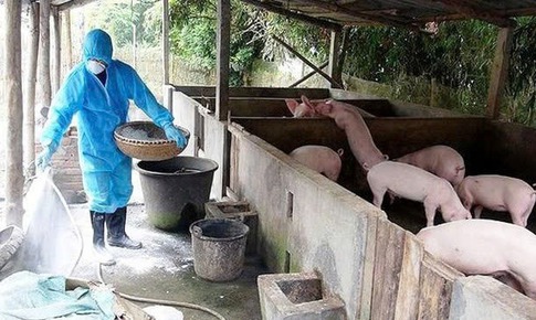 Dịch tả lợn Châu Phi làm chết hơn 30.000 con: Chủ động triển khai các chính sách hỗ trợ người chăn nuôi bị thiệt hại