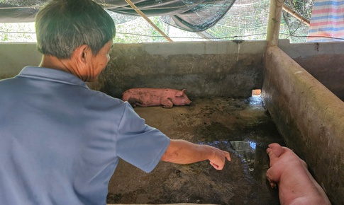 Huế tăng cường phòng chống dịch sau khi một xã có nhiều con lợn chết