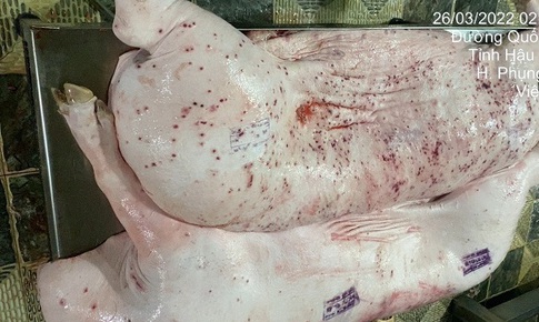 Vụ Công ty C.P. Việt Nam bị 'tố' dùng lợn bệnh: Không khởi tố vụ án vì không có dấu hiệu tội phạm