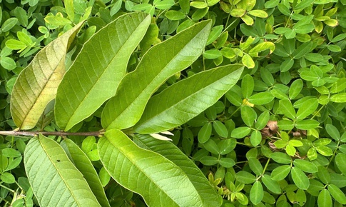 Cách uống nước lá ổi giúp giảm mỡ máu tự nhiên