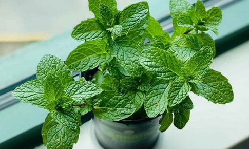 Khám phá lợi ích sức khỏe tiềm năng của bạc hà