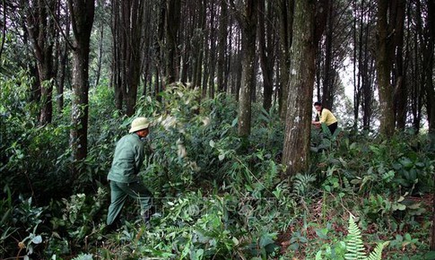 Chó sói hoang dã tấn công gia súc khiến 50 con trâu, bò bị chết ở Điện Biên