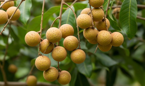 4 lợi ích sức khỏe bất ngờ của quả nhãn